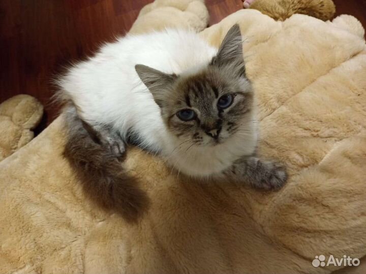 Невская маскарадная