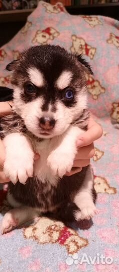 Щенки хаски