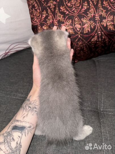 Британские котята