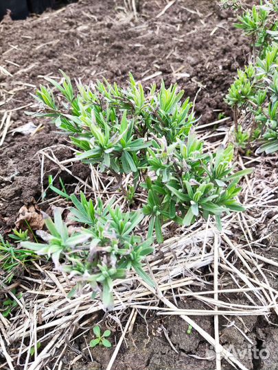 Лаванда узколистная саженцы, букеты, саше