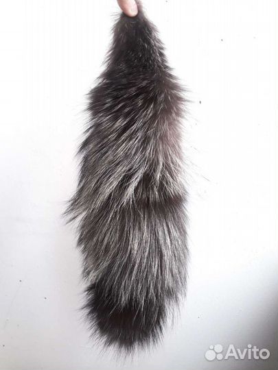 Лисий хвост