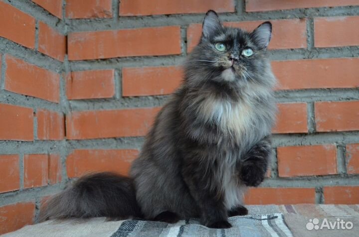 Отдам молодую кошечку. Стерильная