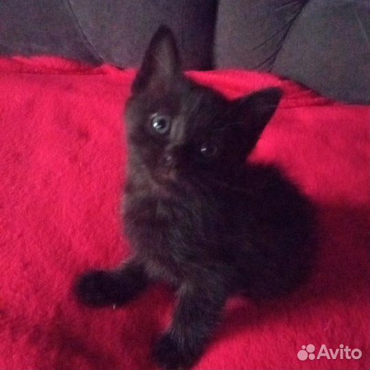 Отдам кошечку в добрые руки