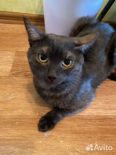 В добрые руки