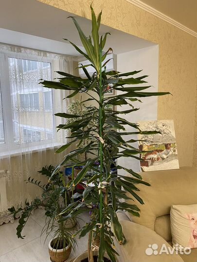 Драцена широколиственная