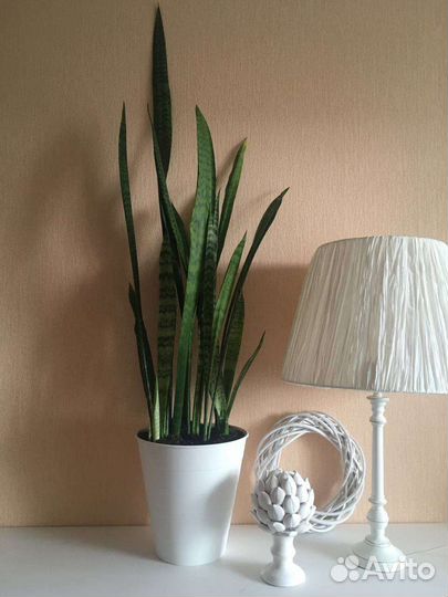 Сансевиерия большой куст в кашпо Икеа