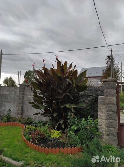 Цветы канны