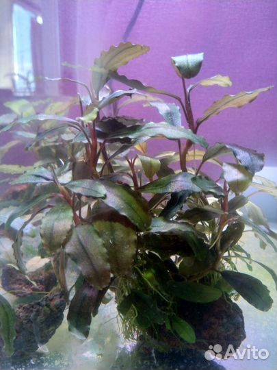 Буцефаландры