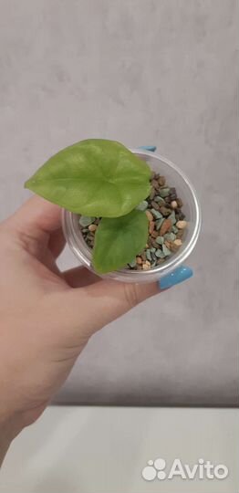 Алоказии, очень много