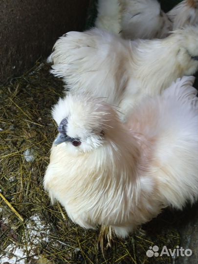 Продаю китайских петушков в возрасте 8 месяцев