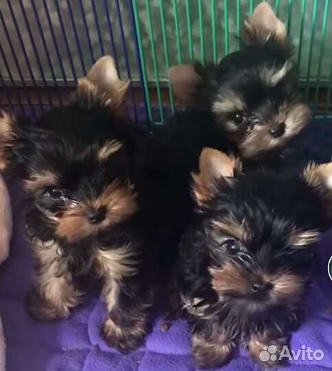 Йоркширский терьер мини беби фейс щенки