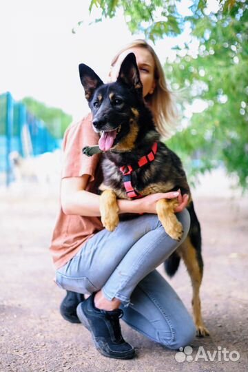 Собака из приюта ищет дом