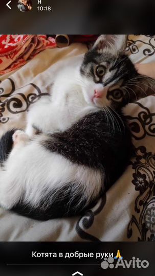 Кошки в добрые руки бесплатно