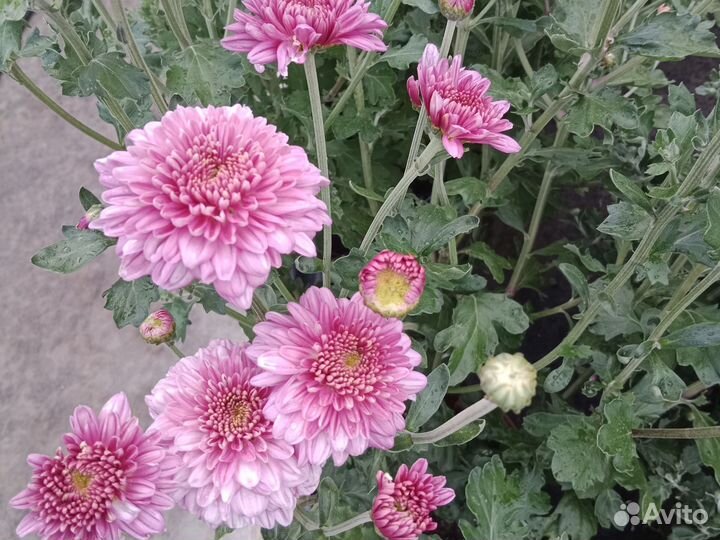 Хризантема в горшке 3л