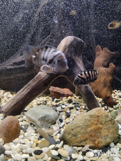 Цихлазома чернополосая