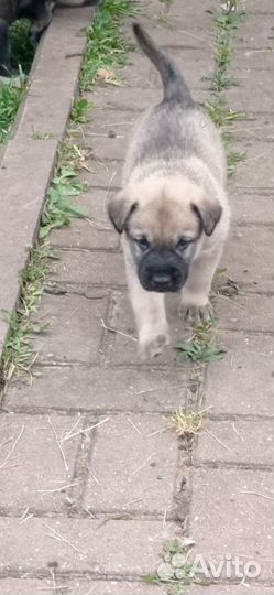 Отдам бесплатно щенков