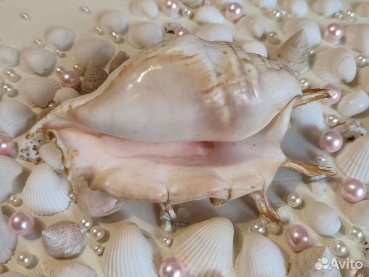 Белая картина с ракушками