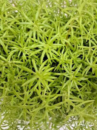 Комнатное растение