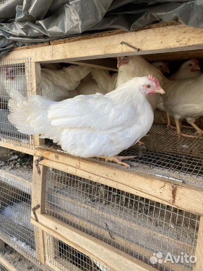 Куры несушки Абатское