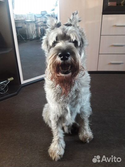 Груминг. Тримминг.Роллинг. Стрижка собак