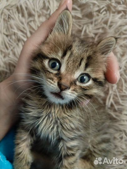 Кошки бесплатно
