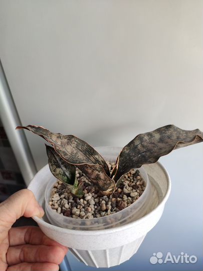 Сансевиерия сортовая