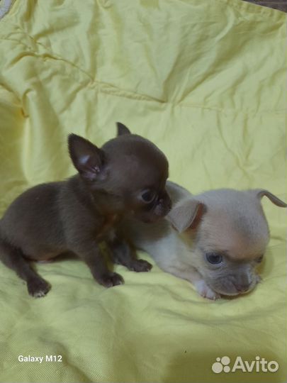 Два мальчика мини