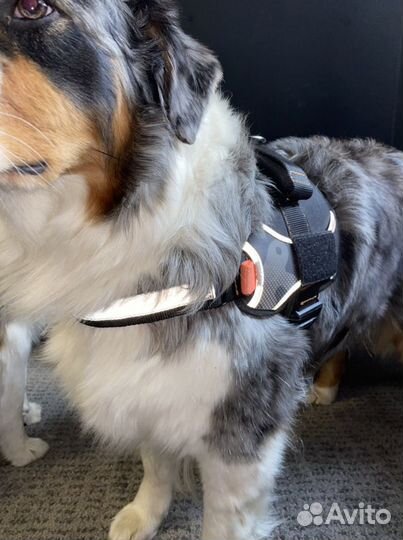 Шлейка для собаки