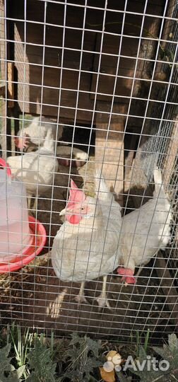 Куры петухи