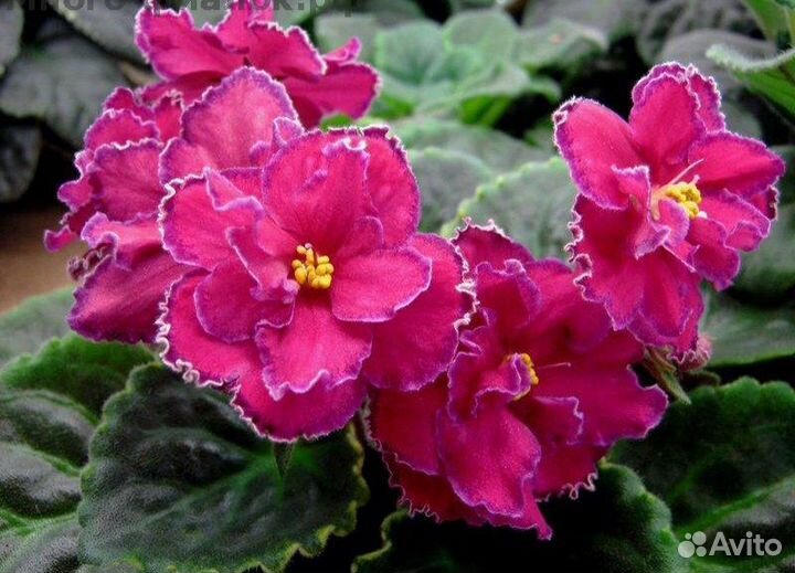 Фиалки разных сортов в наличии