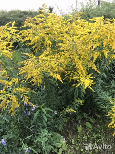 Многолетние цветы