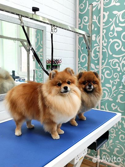 Зоосалон, груминг, стрижка собак и кошек