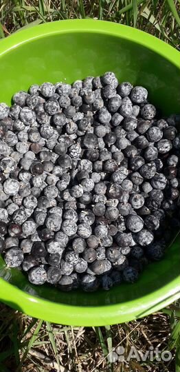 Можевельник ягоды