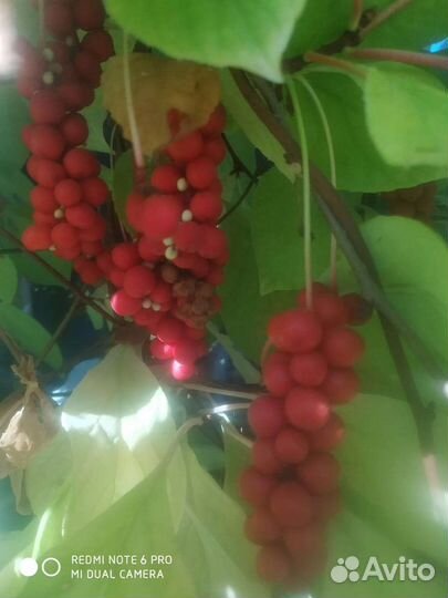 Лимонник китайский