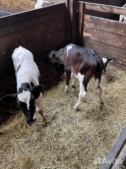 Бычки и телки. Привитые