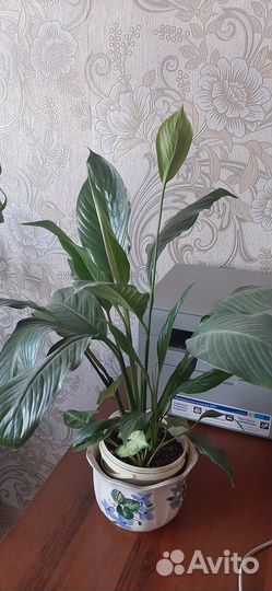 Спатифиллум большой