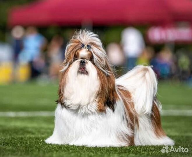 Девочки. Бронь. РКФ