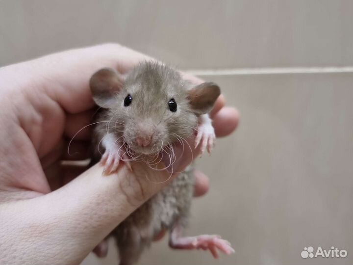 Крыса крысята дамбо рекс сфинкс от заводчика