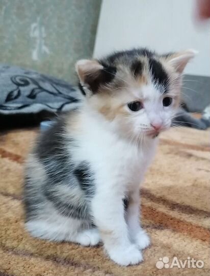 Обычные кошки