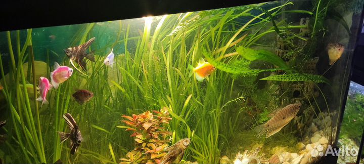 Растения для аквариума валлиснерия и роголистник