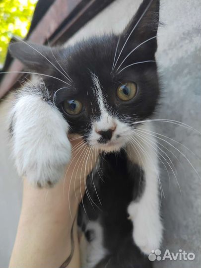 Чудесные котята ищут приют