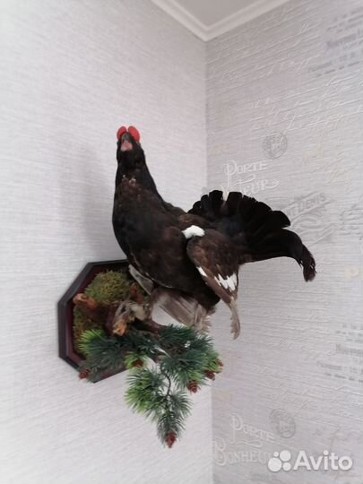 Чучело глухаря