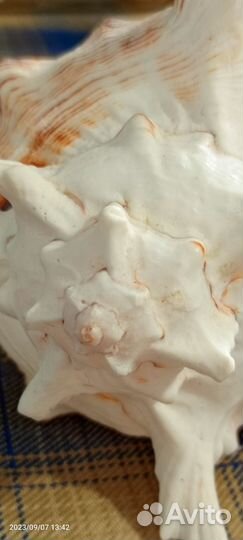 Ракушка морская большая