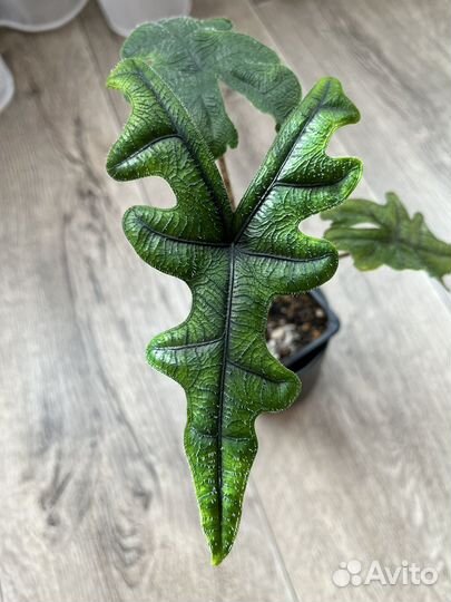 Алоказия жаклин