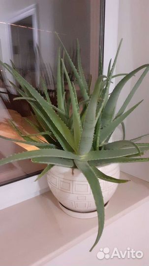 Алоэ вера большой