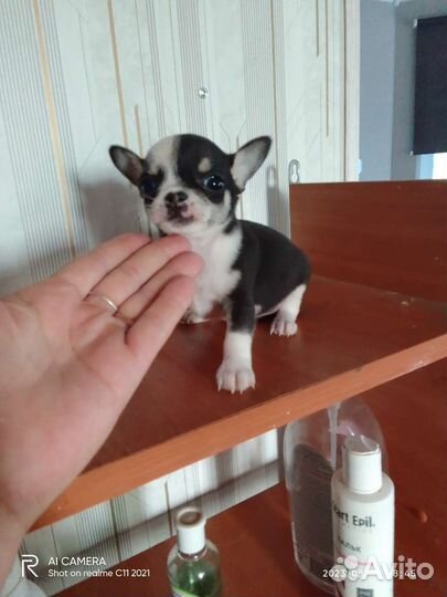 Щенки чихуахуа