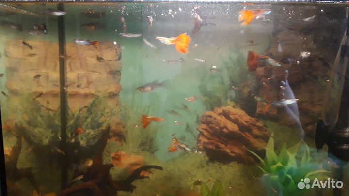 Мальки гуппи