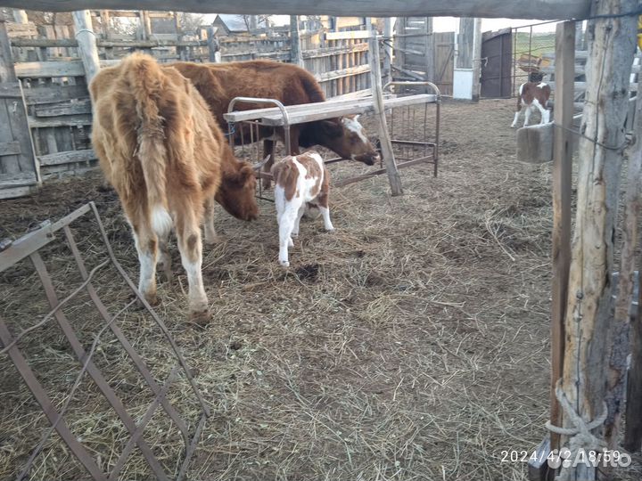 Корова с теленком на развод