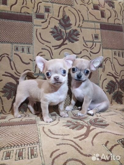 Щенки чихуахуа мини гладкошерстные