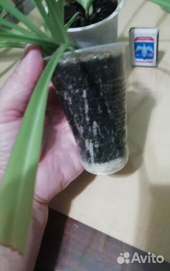 Хлорофитум